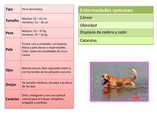 Tipo Perro doméstico
Tamaño
Machos: 51 – 61 cm
Hembras: 51 – 56 cm
Peso
Machos: 32 – 37 kg
Hembras: 27 – 32 kg
Pelo
Forma: Liso u ondulado, con buenos
flecos y pelo denso e impermeable.
Color: todas las tonalidades de oro o
crema.
Ojos
Marrón oscuro, bien separados entre sí,
con los bordes de los párpados oscuros.
Orejas
De tamaño mediano, situadas a la altura
de los ojos.
Carácter
Dócil, inteligente y con una aptitud
natural para el trabajo. Simpático,
amigable y confiado.
Enfermedades comunes:
Cáncer
Obesidad
Displasia de cadera y codo
Cataratas
 