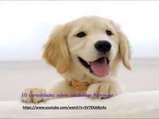 https://www.youtube.com/watch?v=SV7EKA8jnAs
10 curiosidades sobre los Golden Retriever:
 