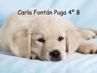 Carla Fontán Puga 4º B
 