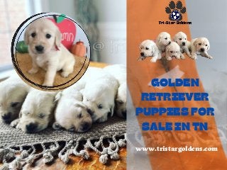 GOLDEN
RETRIEVER
PUPPIES FOR
SALE IN TN
www.tristargoldens.com
 