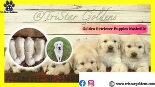 www.tristargoldens.com
Golden Retriever Puppies Nashville
 