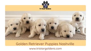 Golden Retriever Puppies Nashville
www.tristargoldens.com
 