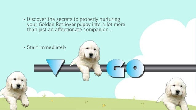 golden retriever puppies bucks county pa golden retriever temperament what is it you want to about it golden retriever puppies bucks county pa golden retriever temperament what is it you want to about it