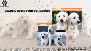 Golden Retriever Tennessee
www.tristargoldens.com
 