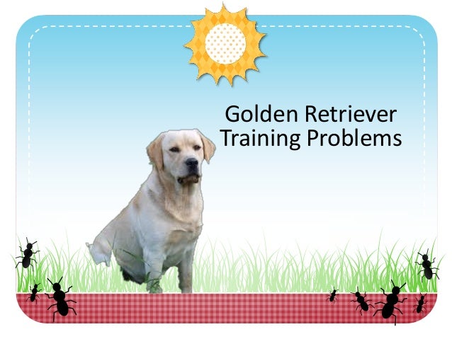 golden retriever problems golden retriever problems who else wants to the best golden retriever problems golden retriever problems who else wants to the best