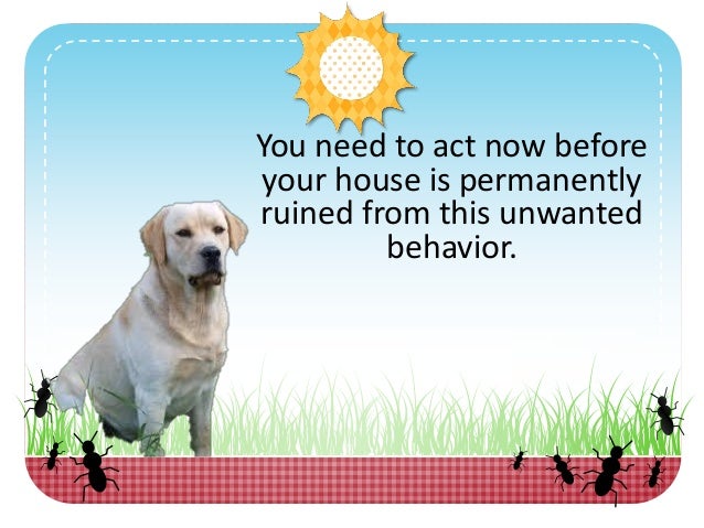 golden retriever back problems golden retriever problems who else wants to the best golden retriever back problems golden retriever problems who else wants to the best