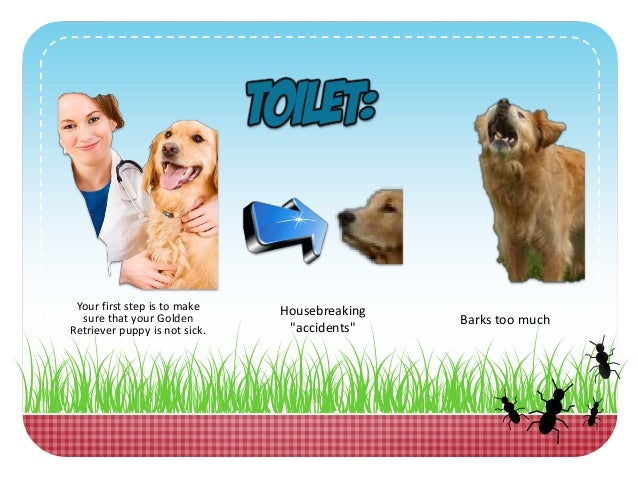 golden retriever back problems golden retriever problems who else wants to the best golden retriever back problems golden retriever problems who else wants to the best
