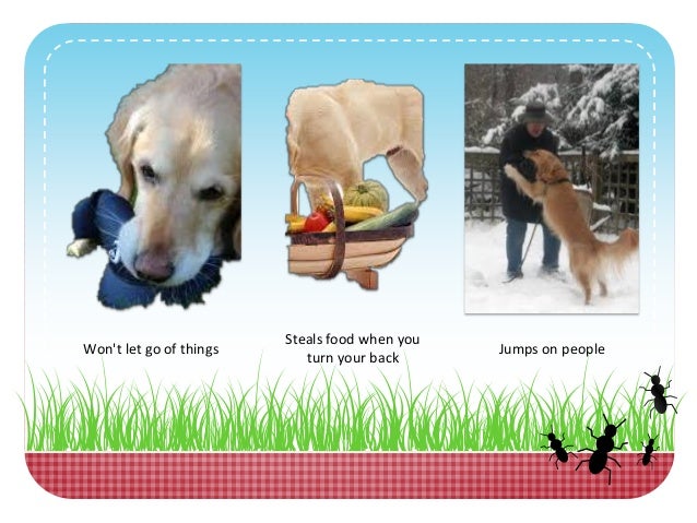golden retriever back problems golden retriever problems who else wants to the best golden retriever back problems golden retriever problems who else wants to the best