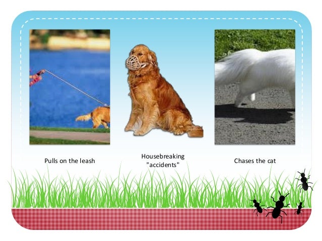 golden retriever back problems golden retriever problems who else wants to the best golden retriever back problems golden retriever problems who else wants to the best