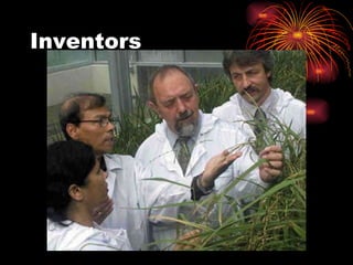 Golden rice | PPT