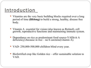 Golden rice | PPT