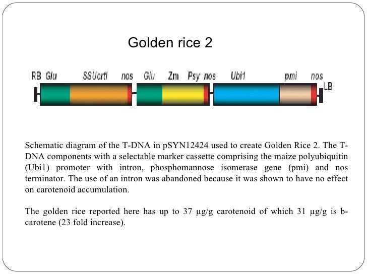 goodbye to golden rice gm trait leads to drastic yield loss and rice letter of recommendation