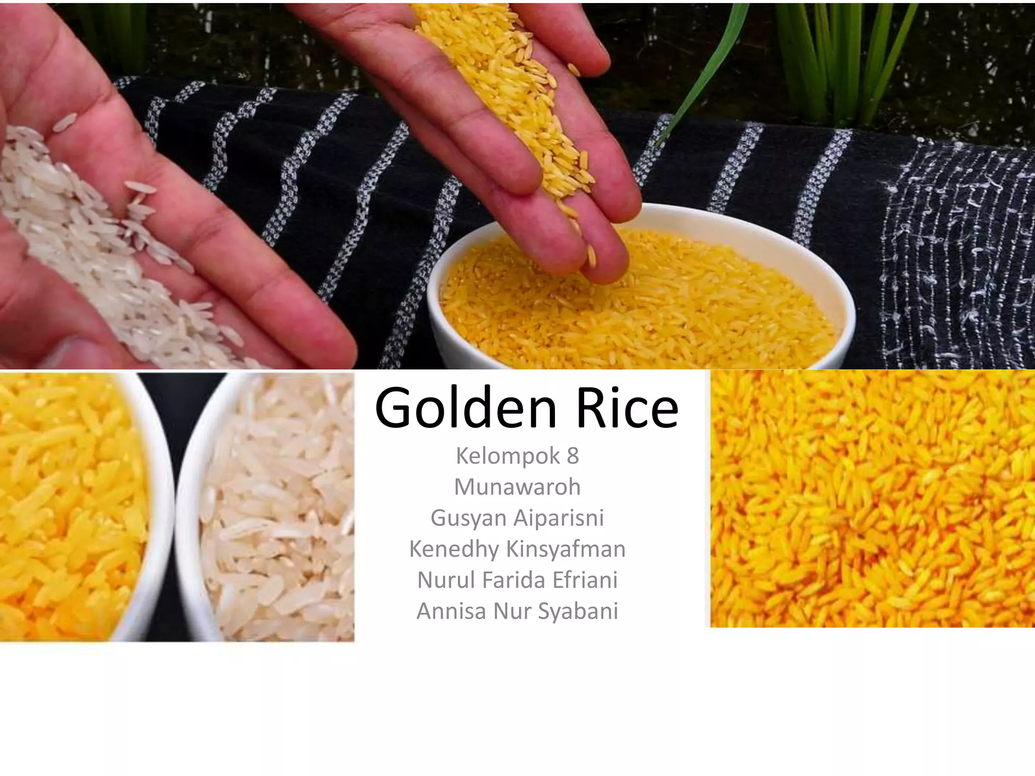 Golden Rice Color Golden rice | PPTX
