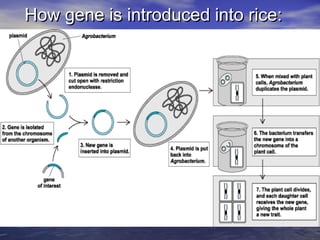 How gene is introduced into rice:How gene is introduced into rice:
 