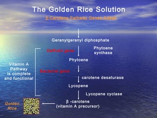The Golden Rice Solution
Geranylgeranyl diphosphate
Phytoene
Lycopene
β -carotene
(vitamin A precursor)
Phytoene
synthase
Lycopene cyclase
carotene desaturase
Daffodil gene
Bacterial gene
β-Carotene Pathway Genes Added
Vitamin A
Pathway
is complete
and functional
Golden
Rice
 