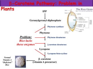 -Carotene Pathway: Problem in
Plants IPP
Geranylgeranyl diphosphate
Phytoene
Lycopene
 -carotene
(vitamin A precursor)
Phytoene synthase
Phytoene desaturase
Lycopene-beta-cyclase
ξ-carotene desaturase
Problem:
Rice lacks
these enzymes
Normal
Vitamin A
“Deficient”
Rice
 