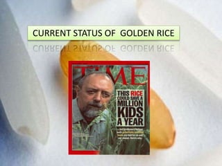 CURRENT STATUS OF GOLDEN RICE
 