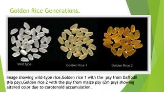 Golden Rice Generations.
Image showing wild-type rice,Golden rice 1 with the psy from Daffodil
(Np psy),Golden rice 2 with the psy from maize psy (Zm psy) showing
altered color due to carotenoid accumulation.
 
