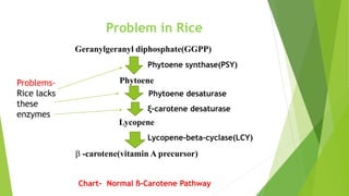 Geranylgeranyl diphosphate(GGPP)
Phytoene
Lycopene
 -carotene(vitamin A precursor)
Phytoene synthase(PSY)
Phytoene desaturase
ξ-carotene desaturase
Lycopene-beta-cyclase(LCY)
Problems-
Rice lacks
these
enzymes
Problem in Rice
Chart- Normal ß-Carotene Pathway
 