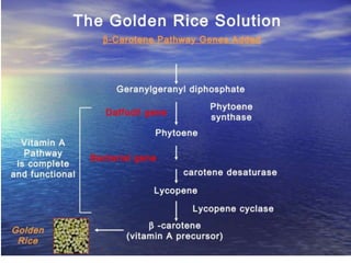 Golden Rice Making Process Golden rice | PPTX