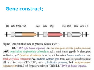 Gene construct;
 