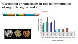Carotenoid enhancement in rice by introduction
of psy orthologues and crtl
 