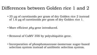 Differences between Golden rice 1 and 2
• 35 μg of carotinoids per gram of dry Golden rice 2 instead
of 1.6 μg of carotinoids per gram of dry Golden rice 1.
• More efficient phy gene introduced.
• Removal of CaMV 35S by polyubiquitin gene.
• Incorporation of phosphomannose-isomerase sugar-based
selection system instead of antibiotic selection system.
 