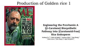 Production of Golden rice 1
 