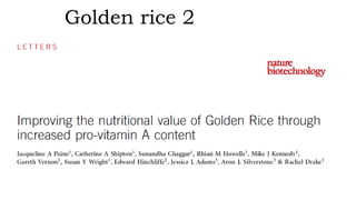 Golden rice 2
 