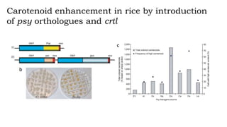 Carotenoid enhancement in rice by introduction
of psy orthologues and crtl
 