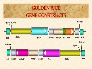 Golden Rice Construct 1 Golden Rice: Shining a Light on Vitamin A Deficiency | PPTX