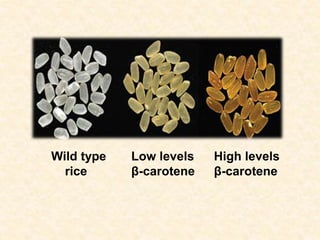 Why Is Golden Rice Good 1 Golden Rice: Shining a Light on Vitamin A Deficiency | PPTX