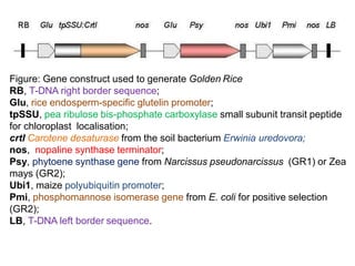 Golden Rice Construct goldenrice - Copy.pptx