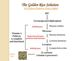 The Golden Rice Solution
IPP
Geranylgeranyl diphosphate
Phytoene
Lycopene
 -carotene
(vitamin A precursor)
Phytoene synthase
Phytoene desaturase
Lycopene-beta-cyclase
ξ-carotene desaturase
Daffodil gene
Single bacterial gene;
performs both functions
Daffodil gene
-Carotene Pathway Genes Added
Vitamin A
Pathway
is complete
and functional
Golden
Rice
 