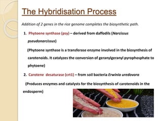 The Hybridisation Process
Addition of 2 genes in the rice genome completes the biosynthetic path.
1. Phytoene synthase (psy) – derived from daffodils (Narcissus
pseudonarcissus)
(Phytoene synthase is a transferase enzyme involved in the biosynthesis of
carotenoids. It catalyzes the conversion of geranylgeranyl pyrophosphate to
phytoene)
2. Carotene desaturase (crt1) – from soil bacteria Erwinia uredovora
(Produces enzymes and catalysts for the biosynthesis of carotenoids in the
endosperm)
 