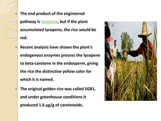  The end product of the engineered
pathway is lycopene, but if the plant
accumulated lycopene, the rice would be
red.
 Recent analysis have shown the plant's
endogenous enzymes process the lycopene
to beta-carotene in the endosperm, giving
the rice the distinctive yellow color for
which it is named.
 The original golden rice was called SGR1,
and under greenhouse conditions it
produced 1.6 µg/g of carotenoids.
 
