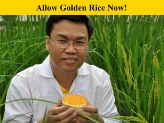 Allow Golden Rice Now!

1

 