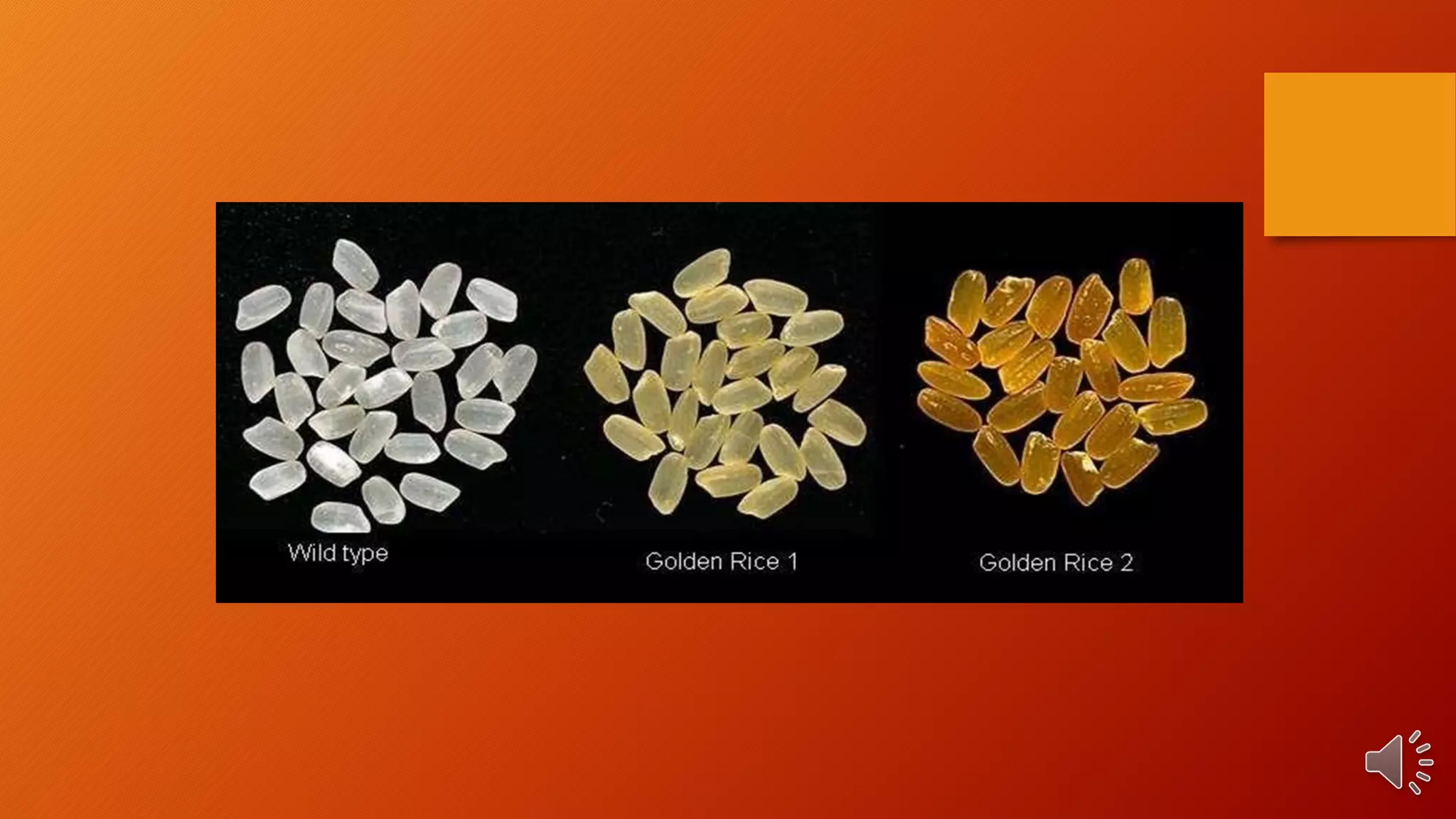 Golden Rice | PDF | Genetics | Science