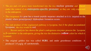 • The psy and crtI genes were transformed into the rice nuclear genome and placed
under the control of an endosperm-specific promoter, so they are only expressed
in the endosperm.
• The exogenous lcy gene has a transit peptide sequence attached so it is targeted to the
plastid, where geranylgeranyl diphosphate formation occurs.
• The end product of the engineered pathway is lycopene, but if the plant accumulated
lycopene, the rice would be red.
Recent analysis has shown the plant's endogenous enzymes process the lycopene
to β-carotene in the endosperm, giving the rice the distinctive yellow color for which it
is named..
• The original golden rice was called SGR1, and under greenhouse conditions it
produced 1.6 µg/g of carotenoids.
 
