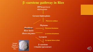 IPPIsopentenyl
diphosphate
 -carotene
(vitaminAprecursor)
Geranyl diphosphate
Phytoene synthase
Phytoene
Phytoene desaturase
ξ-carotene desaturase
Lycopene
Lycopene-beta-cyclase
Problem:
Rice lacks
these enzymes
Normal
Vitamin A
“Deficient”
Rice
 -carotene pathway in Rice
 