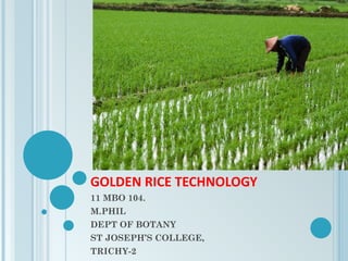 Golden rice ppt | PPT
