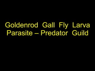 Goldenrod  Gall  Fly  Larva Parasite – Predator  Guild 
