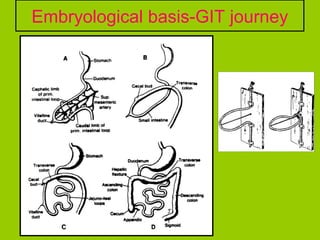 Embryological basis-GIT journey
 