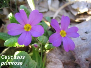 Caucasus primrose