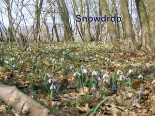 Snowdrop
