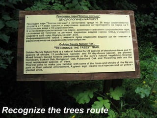 Recognize the trees route