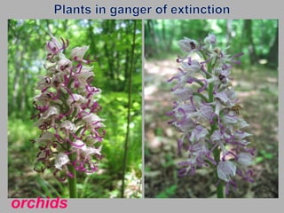 Plants in ganger of extinctionоrchids