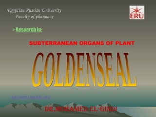 Egyptian Russian University Faculty of pharmacy  ,[object Object],SUBTERRANEAN ORGANS OF PLANT GOLDENSEAL SUPERVISED BY …   Dr.mohamed el-giNDI 