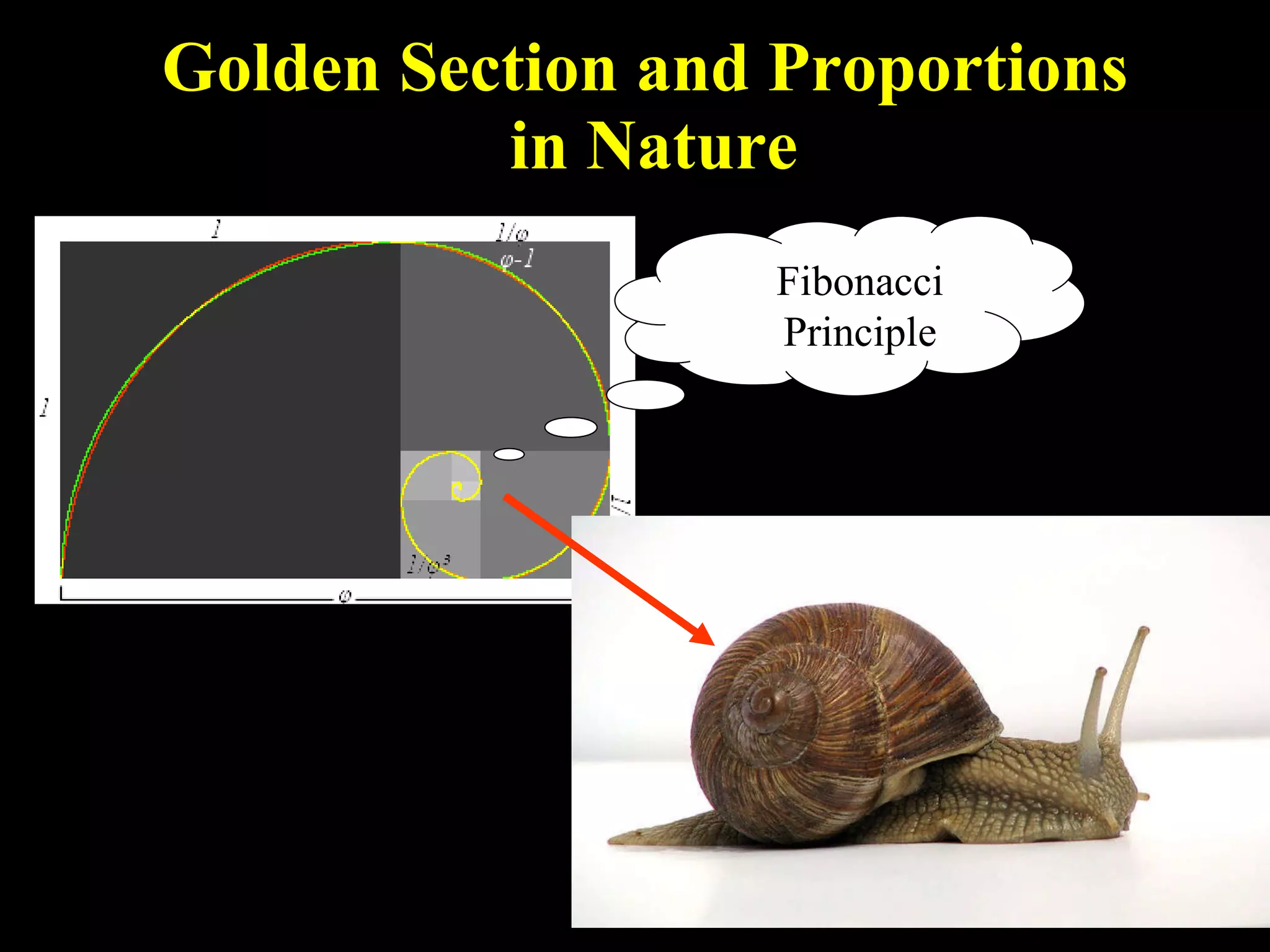 Golden Section and Proportions in Nature Fibonacci Principle