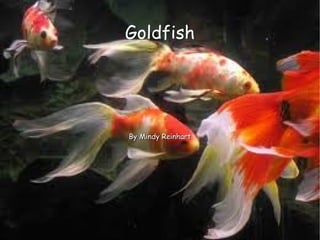 Goldfish By Mindy Reinhart 